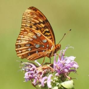 Meet your Posher, Beej